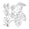 Set of vector images of monstera leaves and buds. Linear simple drawing. Black on white.
